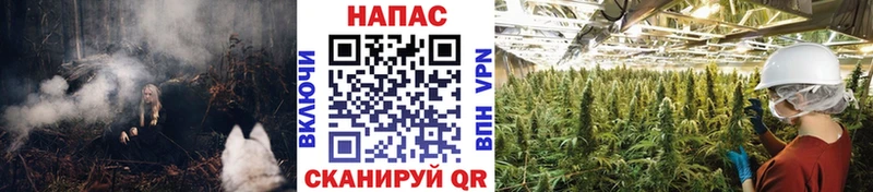 Конопля сатива  Бирюч 